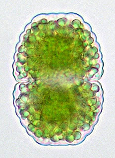 Cosmarium rostafinskii